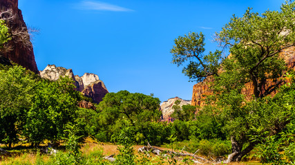 Zion Canyon viewed from the Sand Beach Trail near the Court of the Patriarchs, in Zion National...
