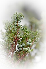 juniper a special spice from the forest
