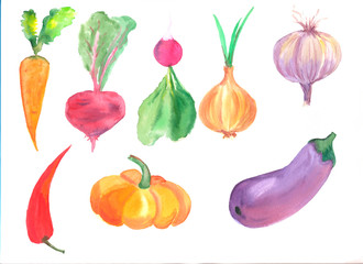 Watercolor set of vegetables on white background. Carrot, beet, radish, onion, garlic, hot pepper, pumpkin and eggplant. cookbook illustration, menu illustration, your crop