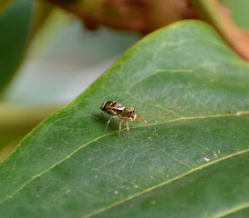 Close up of a vibrantly colored jumping spider on a leaf in a garden