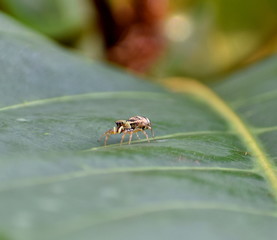 Close up of a small jumping spider on a leaf in a garden