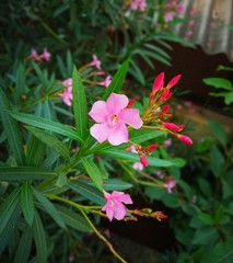 Obraz premium pink flowers in the garden