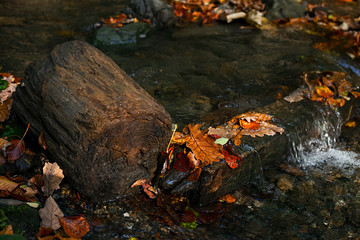 Log in forest stream, colorful autumn leaves laying in water in late afternoon sun