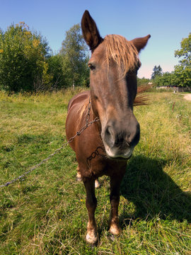 photo of a red horse in the meadow on a summer day