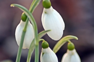 Schneeglöckchen 