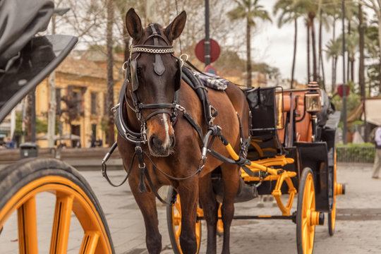 Horse-drawn carriages, Sevilla, Spain