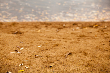 beach sand autumn leaf background