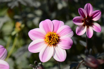 Fototapeta premium 花