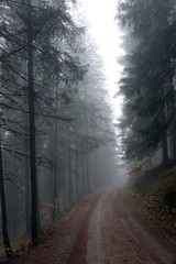 Fototapeta premium mystical forest with fog in autumn