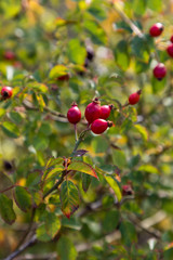 red berries of bramble in the beginning of autumn