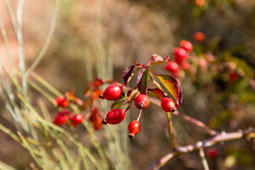 red berries of bramble in the beginning of autumn