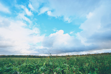 Fototapeta na wymiar Ovegrown field. Field filled with bushes with cloudy sky and forest on the background.