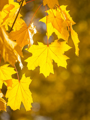Autumn sunny background with bright yellow autumn maple leaves against of sun.