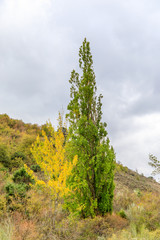 Obraz premium First autumn colors in the mountains of Madrid