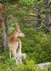 Spanish Ibex (Capra pyrenaica) in nature, natural park els ports