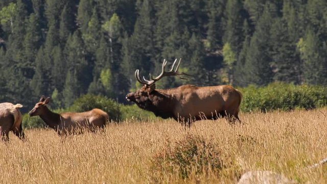 Bull elk bugling in a meadow with another bull and herd of cows