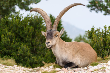 Fototapeta premium Spanish Ibex (Capra pyrenaica) in nature, natural park els ports