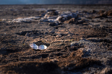 Empty shell in the sand. Dry, no water. Climate change concept