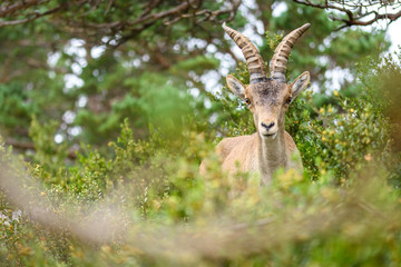 Spanish Ibex (Capra pyrenaica) in nature, natural park els ports