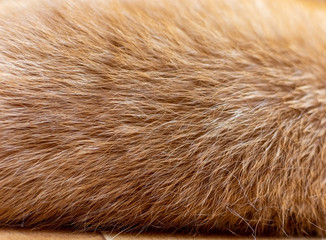 Texture background striped red cat fur, wool closeup.