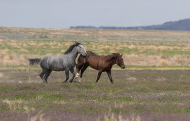 Wild Horse Stallions Fighting in the Utah Desert