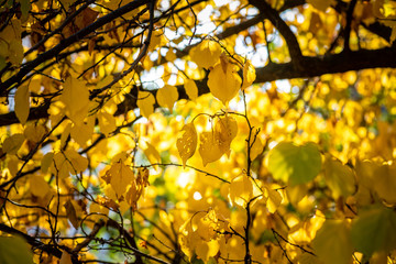 Obraz premium Nice yellow orange red leaves nature background abstract macro close up autumn