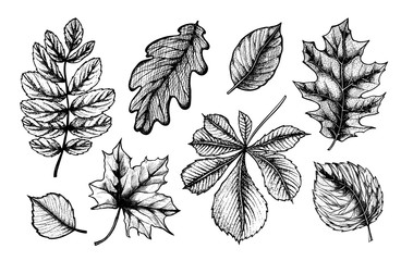 Set with leaves. Botanical vector vintage illustration. Engraving floral background. Vector design elements. Isolated. Black and white.