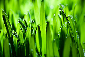 Fototapeta na wymiar Macro. Background, water drops on the green grass. Desktop background. Selective focus.