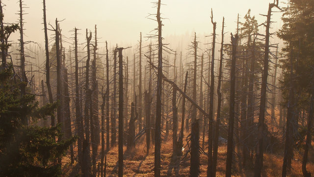 Borkenk&auml;fer, Windwurf und Trockenheit - Abgestorbene B&auml;ume am Gro&szlig;en Rachel im Nationalpark Bayerischer Wald