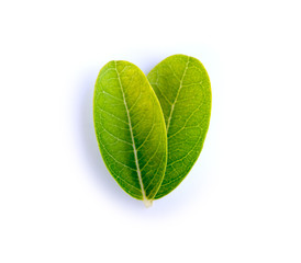 Fototapeta premium Tropical leaves on white background