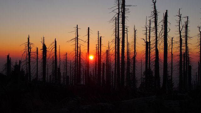 Abgestorbene Bäume bei Sonnenuntergang