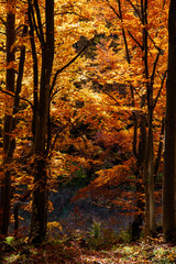 Fototapeta premium beautiful background of golden autumn forest