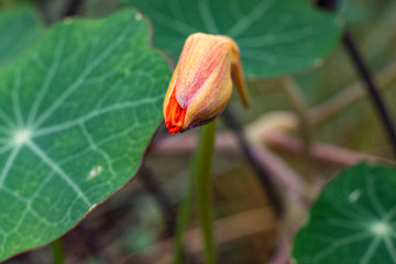 ORANGE AUTUMN FLOWERS NASTURTIUMS WITH GREEN LEAVES AT THE NETWORK FENCE IN THE GARDEN