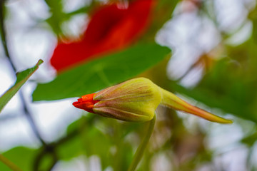 ORANGE AUTUMN FLOWERS NASTURTIUMS WITH GREEN LEAVES AT THE NETWORK FENCE IN THE GARDEN