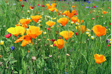 Gruppo di Papaveraceae  Eschscholzia californica