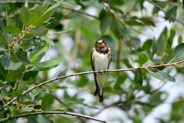 Junge Rauchschwalben