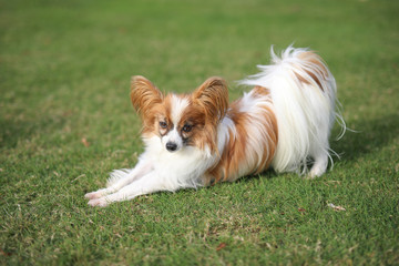 Papillon steckt sich