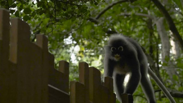 A monkey walks the line of a fence with an urgency to get to his destination.