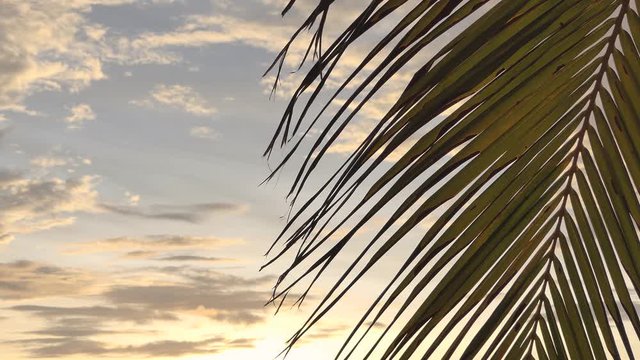 Focus on the coconut leaves against the backdrop of a sunset sky