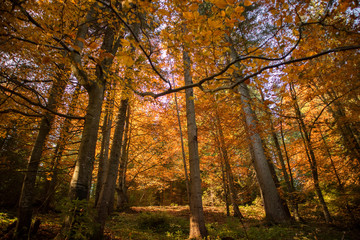 Autumn in the forest. Trees in the fall.