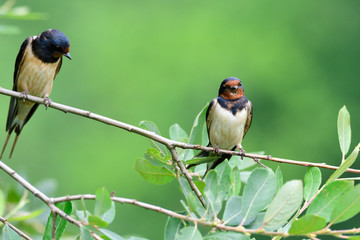 Junge Rauchschwalben