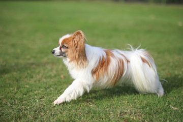 Papillon steckt sich