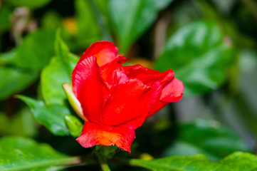 Outstanding colorful red flower bloom on blur green leaves