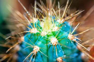 Closeup cactus