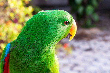 Close-up view of an adult male Eclectus Parrot