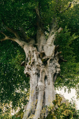 Vertical photo of an old tree.