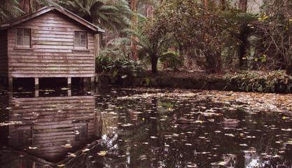 An abandoned boat shack surrounded by trees and ferns with reflection of  on the water. Located in...