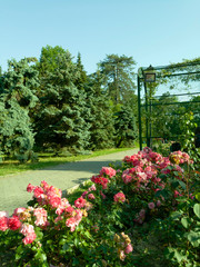 Beautiful flowers in the city of Sochi