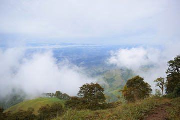 Paisaje, arboles y neblina 