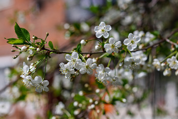Beautiful spring cherry flowers. Photo of blossoming tree brunch with white flowers. Blooming branch in garden closeup. Wallpaper With Copy Space